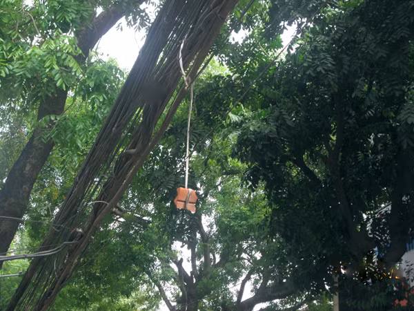 Cả hòn gạch cũng được treo lủng lẳng trên đầu