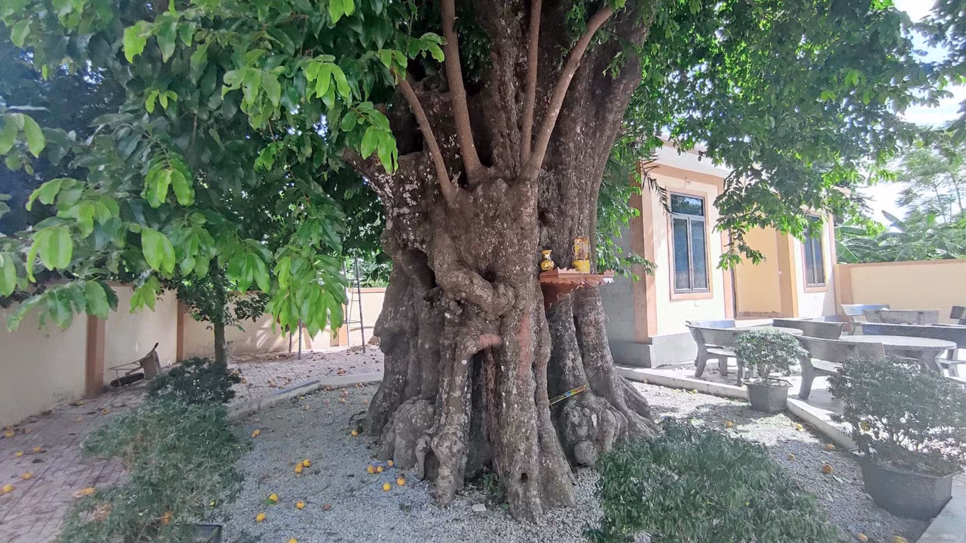 Mùa thị quả chín vàng, rụng khắp vườn, hương thơm dịu dàng. Nhiều người dân, trẻ con đến thu hái để chưng trong nhà.
