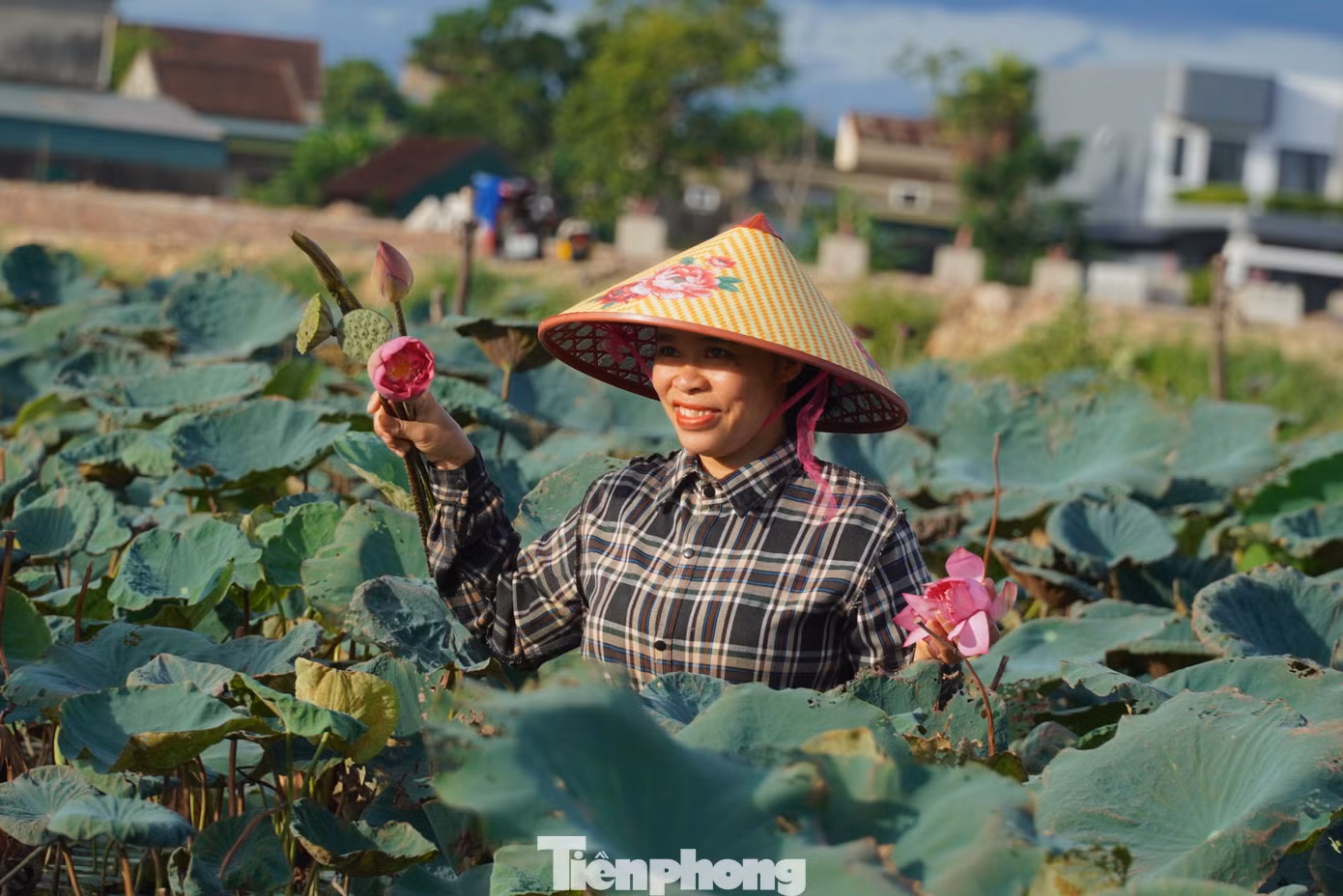 Từ 4h30' sáng, tại đầm sen lực lượng thanh niên cùng cán bộ hội nông dân và người dân đã có mặt để hái hoa. Từ 4h30' sáng, tại đầm sen lực lượng thanh niên cùng cán bộ hội nông dân và người dân đã có mặt để hái hoa.