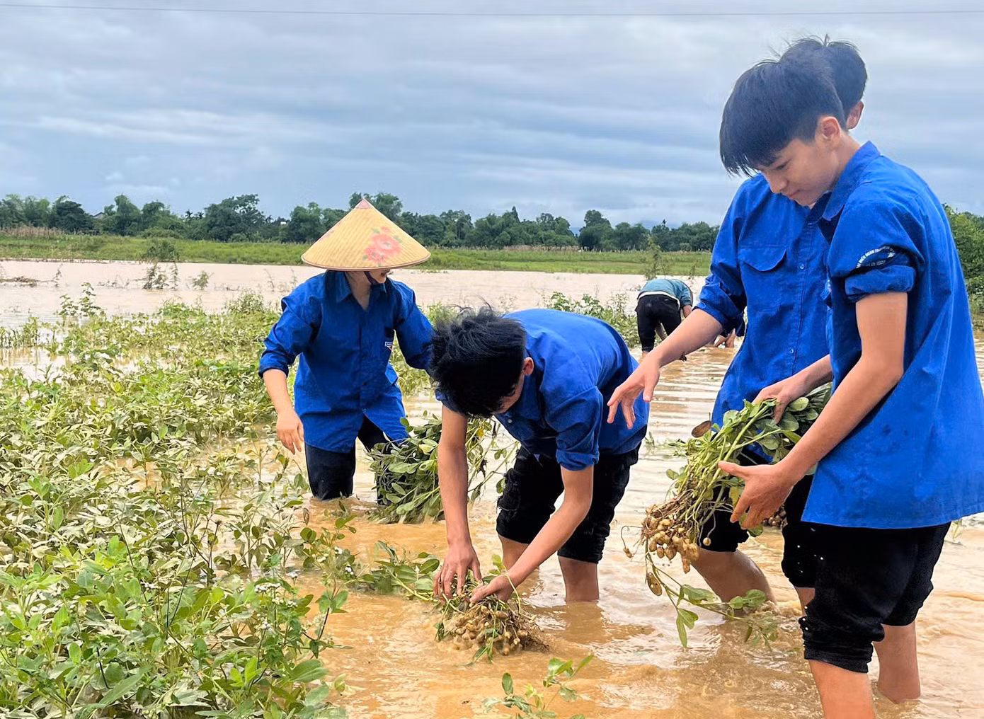 Với tinh thần xung kích, không ngại khó khăn, các bạn trẻ đã có mặt tại các cánh đồng ngập nước, thu hoạch hoa màu vận chuyển về nơi an toàn.
