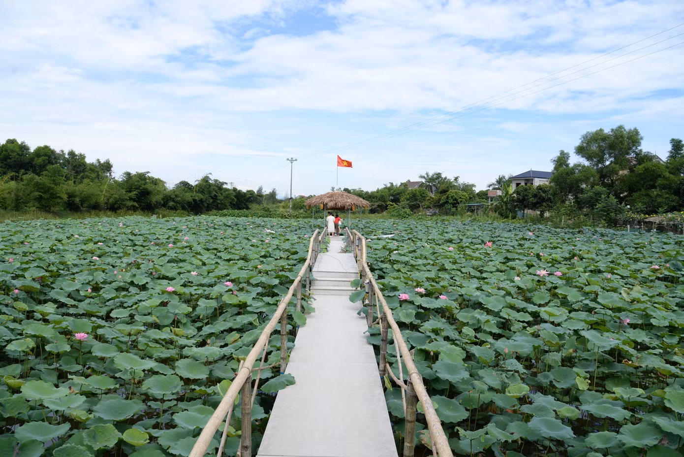 Theo anh Tuấn, sen trồng ở đây thuộc giống sen hồng Bách Diệp. Ngoài việc tạo cảnh quan đẹp, những sản phẩm được thu hoạch từ mô hình sẽ bán cho HTX Hào Thành tạo nên những sản phẩm như trà sen, rượu sen, mứt sen...