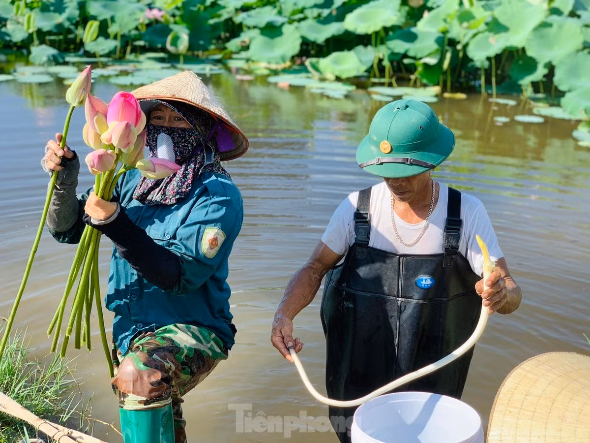 Những vùng đất trũng, là đầm lầy bỏ hoang, nay tạo nên giá trị kinh tế lớn. Những vùng đất trũng, là đầm lầy bỏ hoang, nay tạo nên giá trị kinh tế lớn.