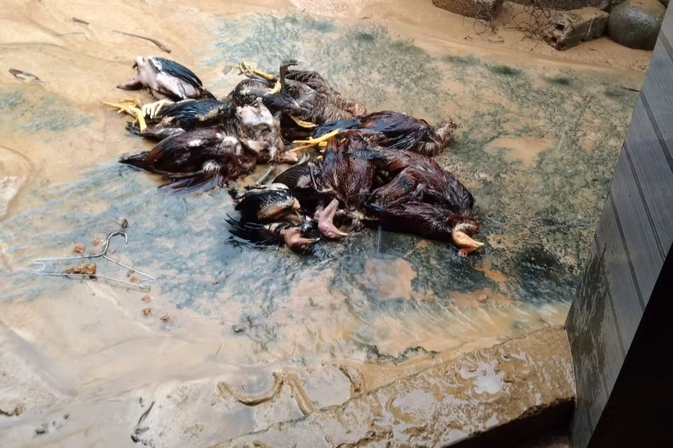 Gà chết sau khi lũ ống từ trên núi chảy xuống nhà dân.