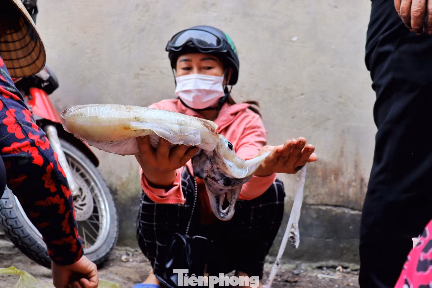 Bên cạnh chiến lợi phẩm là mực ống, ngư dân còn may mắn săn được những con mực nang nặng từ 1-2kg, bán với giá 200 ngàn đồng/kg.