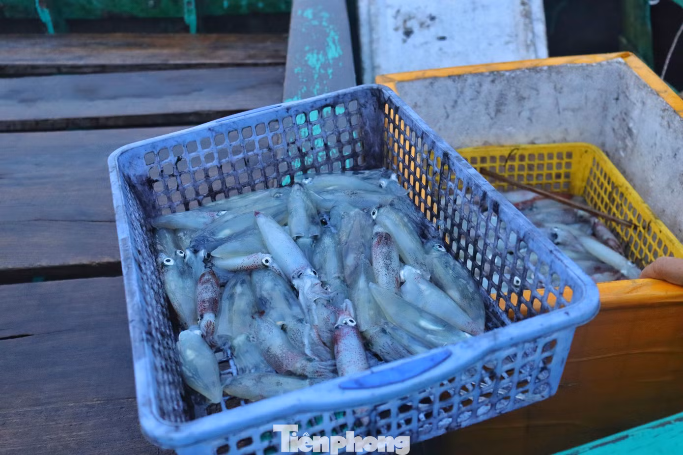 Mực ống biển bãi ngang nổi tiếng thơm ngon nên giá khá cao nhưng người dân “sành ăn” rất ưa chuộng. Mực tươi sau khi lên bờ sẽ bán với giá 350-370 ngàn đồng/kg, còn mực đã qua chế biến 420 ngàn đồng/ kg.