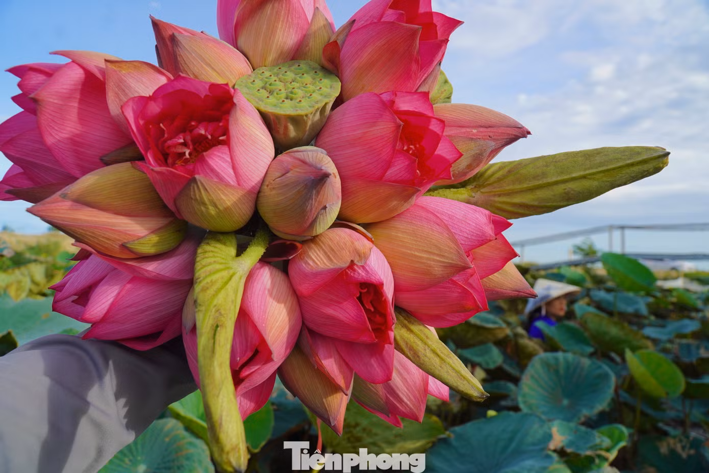 Hoa sen được trồng ở đây là loại bách diệp. Hoa có mùi thơm nồng, khi nở sẽ được thu hoạch vào buổi sáng. Hoa sen được trồng ở đây là loại bách diệp. Hoa có mùi thơm nồng, khi nở sẽ được thu hoạch vào buổi sáng.