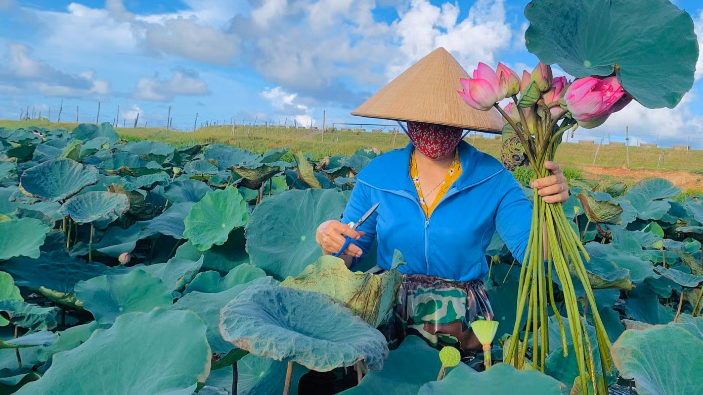 Mỗi bó sen được kết từ 10-20 bông hoa sen. Hoạt động này thu hút nhiều người quan tâm, đặc biệt là những người yêu hoa sen. Mỗi bó sen được kết từ 10-20 bông hoa sen. Hoạt động này thu hút nhiều người quan tâm, đặc biệt là những người yêu hoa sen.