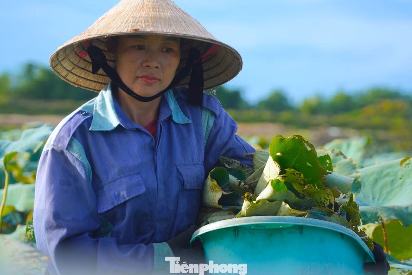 Người dân vui mừng vì sen năm nay được mùa, được giá. Từ đầu mùa đến nay đã thu hoạch hơn 50.0000 bông. Người dân vui mừng vì sen năm nay được mùa, được giá. Từ đầu mùa đến nay đã thu hoạch hơn 50.0000 bông.