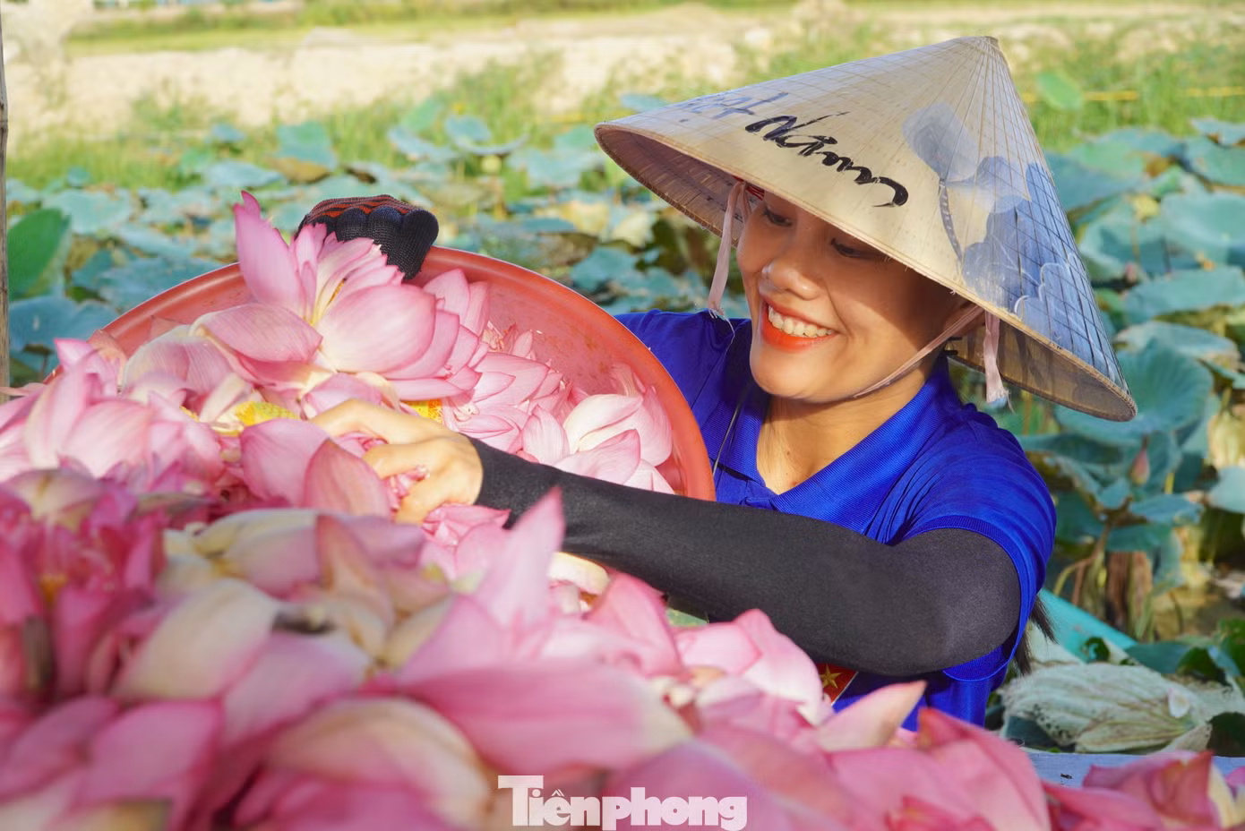 Hoa sen được trồng ở đây là loại bách diệp. Hoa có mùi thơm nồng, khi nở sẽ được thu hoạch vào buổi sáng. Hoa sen được trồng ở đây là loại bách diệp. Hoa có mùi thơm nồng, khi nở sẽ được thu hoạch vào buổi sáng.