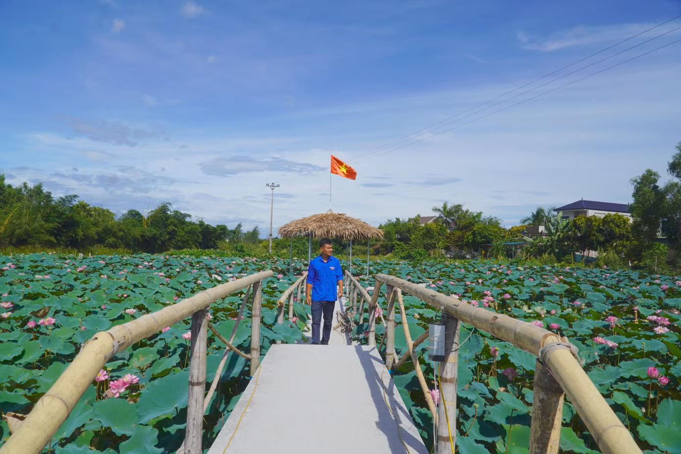 Những cây cầu tre đơn sơ dẫn khách ra đầm sen để chiêm ngưỡng vẻ đẹp của sen vào mùa hoa nở.