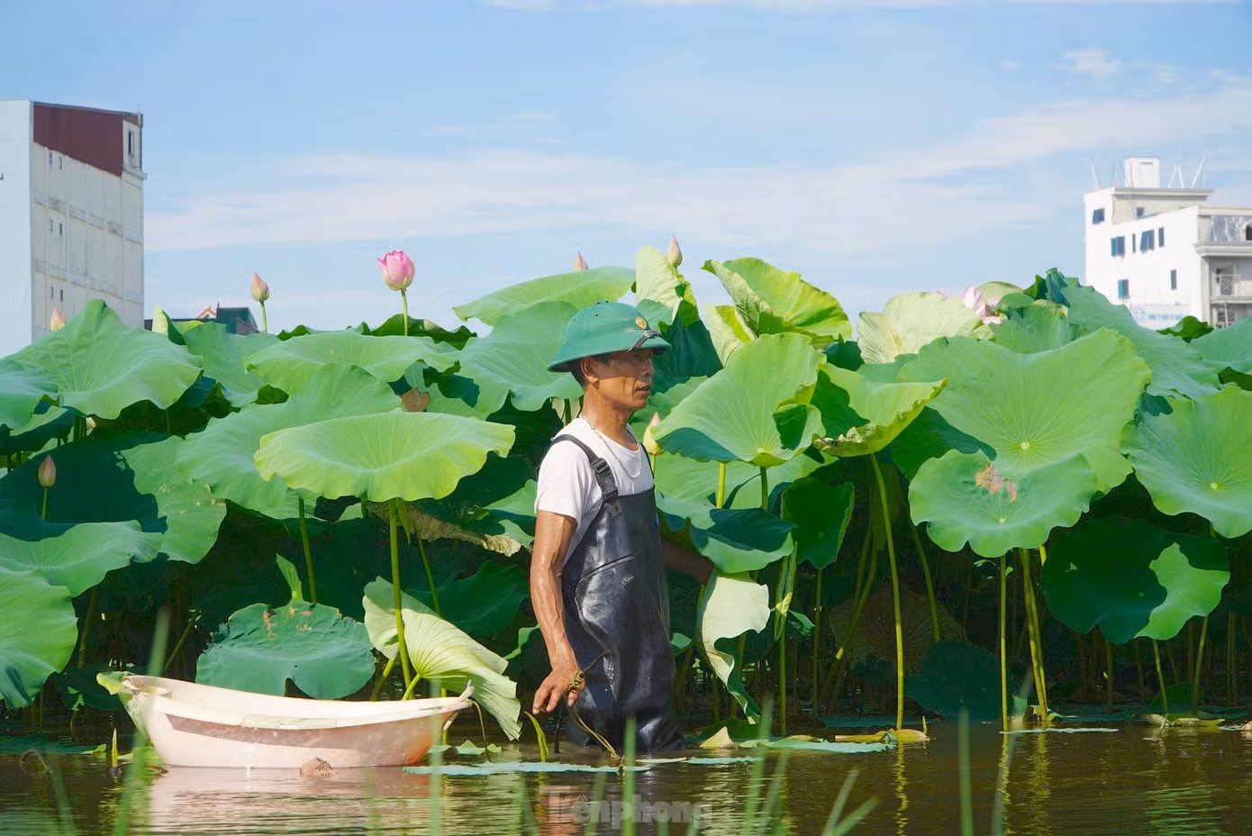 Ông Nguyễn Duy Đại là một trong những hộ dân đưa sen về trồng, cho hiệu quả kinh tế cao. Ông Nguyễn Duy Đại là một trong những hộ dân đưa sen về trồng, cho hiệu quả kinh tế cao.