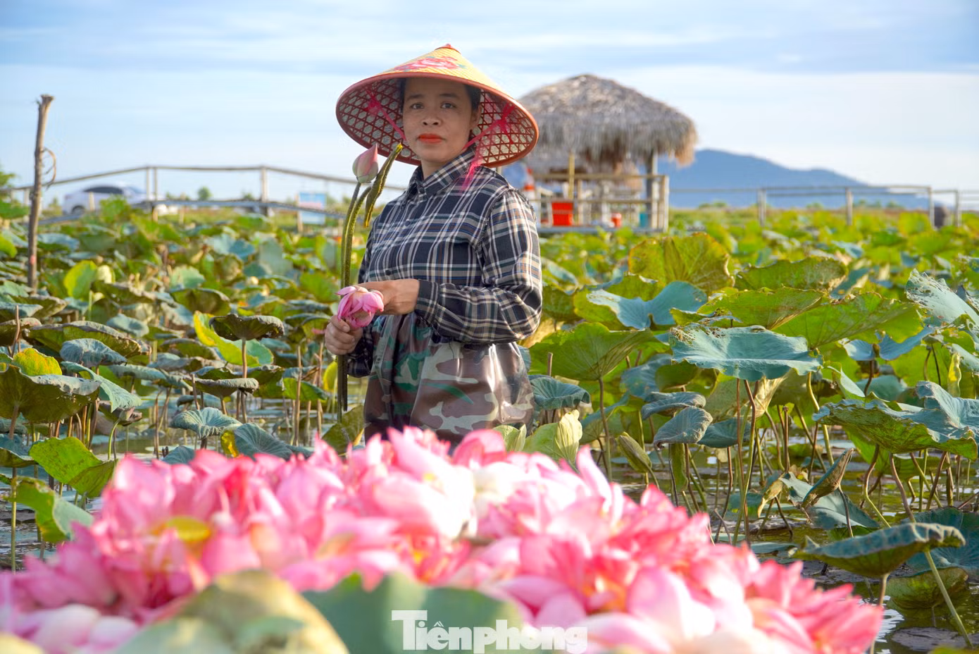 Người dân vui mừng vì sen năm nay được mùa, được giá. Từ đầu mùa đến nay đã thu hoạch hơn 50.0000 bông. Người dân vui mừng vì sen năm nay được mùa, được giá. Từ đầu mùa đến nay đã thu hoạch hơn 50.0000 bông.