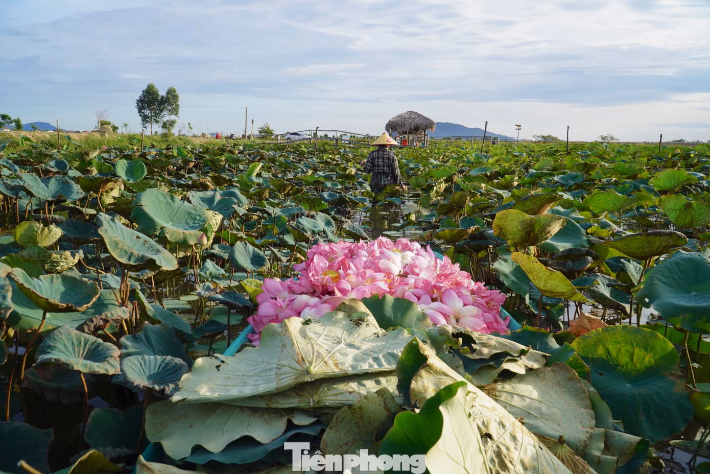 Nơi đây từng là đầm lầy bỏ hoang, nay tạo nên giá trị kinh tế lớn. Nơi đây từng là đầm lầy bỏ hoang, nay tạo nên giá trị kinh tế lớn.