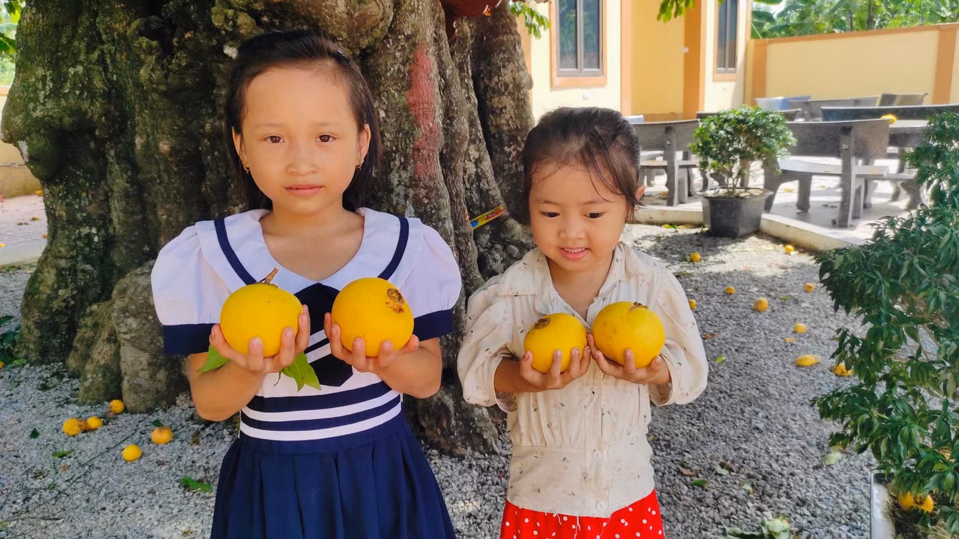Dưới gốc thị là nơi vui chơi của những đứa trẻ ở xóm.