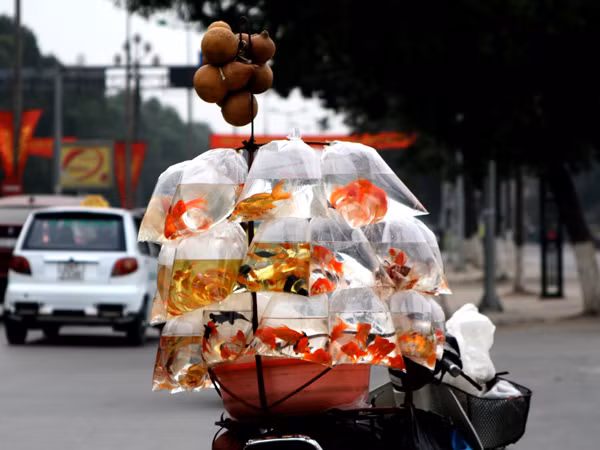 Cá chép loại nhỏ có giá từ 7000 đến 10.000 đồng/con