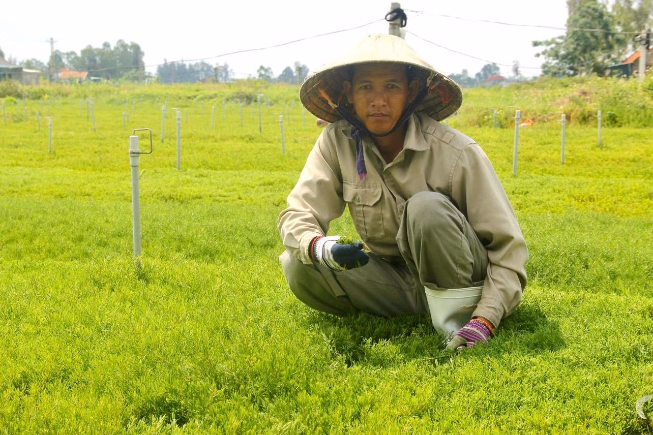 Những khoảnh đất nhiễm mặn đã đượcanh Trần Văn Quân (ở Hoàng Mai, Nghệ An) phủ kín rau nhót Những khoảnh đất nhiễm mặn đã đượcanh Trần Văn Quân (ở Hoàng Mai, Nghệ An) phủ kín rau nhót