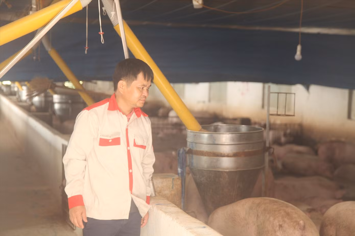 Ông Quê với hệ thống đường ống dẫn thức ăn kết nối với điện thoại di động