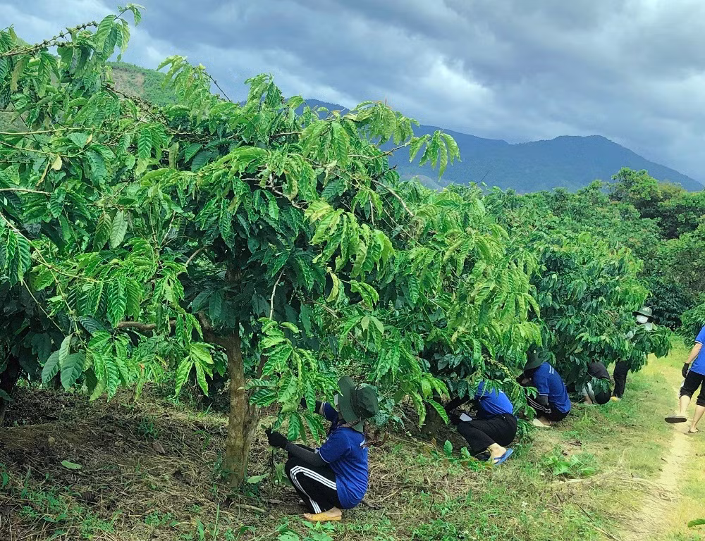 Theo anh Toàn, đội hình chia nhau hỗ trợ, giúp người dân công việc đồng áng, đặc biệt gia đình neo đơn, gia đình chính sách.