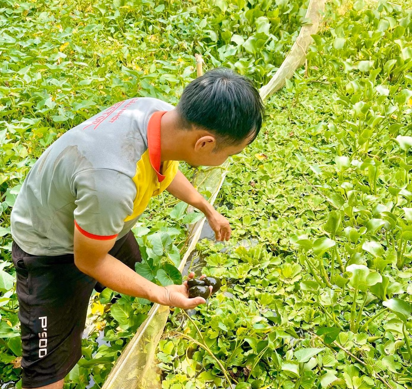 Ao nuôi ốc nhồi của anh Hội
