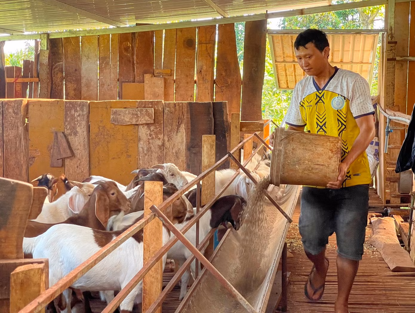 Mô hình nuôi dê của Tổ hợp tác thanh niên dân tộc thiểu số phát triển kinh tế huyện Cư M'gar Mô hình nuôi dê của Tổ hợp tác thanh niên dân tộc thiểu số phát triển kinh tế huyện Cư M'gar