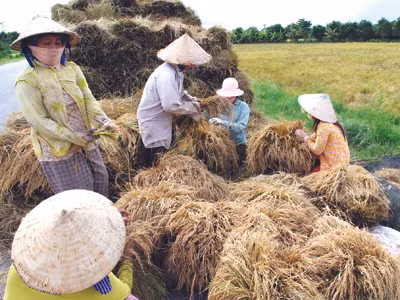 Phụ nữ huyện Cờ Đỏ (Cần Thơ) thu hoạch lúa Hè Thu 