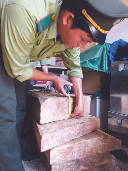 Số gỗ sưa kiểm lâm cơ động tỉnh thu giữ tối 7-5