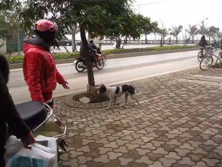 Chó thả rông sẽ bị phạt 500.000 đồng