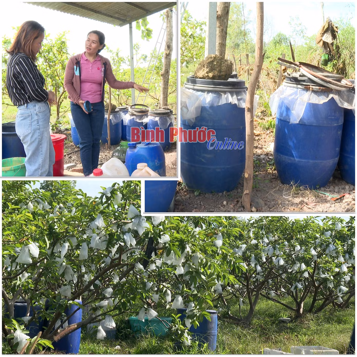 Gia đình chị Chu Thị Mai Là, xã Quang Minh, thị xã Chơn Thành (Bình Phước) tự ủ phân bón hữu cơ vừa giúp giảm chi phí đầu tư chăm sóc vườn cây vừa đem lại hiệu quả kinh tế cao. Gia đình chị Chu Thị Mai Là, xã Quang Minh, thị xã Chơn Thành (Bình Phước) tự ủ phân bón hữu cơ vừa giúp giảm chi phí đầu tư chăm sóc vườn cây vừa đem lại hiệu quả kinh tế cao.