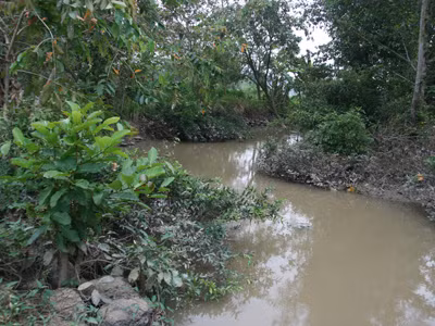 Sinh cảnh một nơi ở VQG Cát Tiên từng được cho là nằm trên tuyến đường kiếm ăn của tê giác, voi, và nhiều loài thú quý hiếm khác. Ảnh: QD 