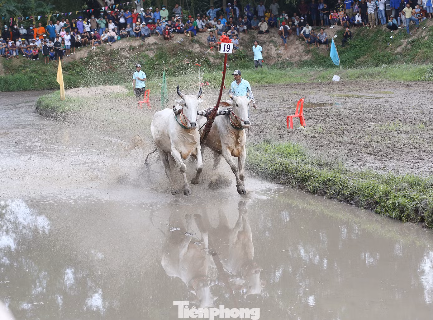 Đôi bò số 19 trên đường về đích.