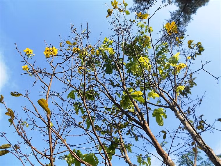 Mai vàng đơm bông, khoe sắc dưới ánh nắng vàng