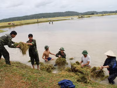 Bộ đội giúp dân gặt lúa tại xã Hợp Thắng, huyện Triệu Sơn, tỉnh Thanh Hóa. Ảnh: Hoàng Lam