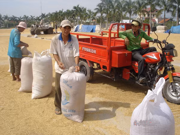 Mặc dù bão lũ làm thiệt hại nhiều diện tích lúa vụ Thu-đông nhưng nguồn cung gạo xuất khẩu vẫn dồi dào. Ảnh: Đại Dương 