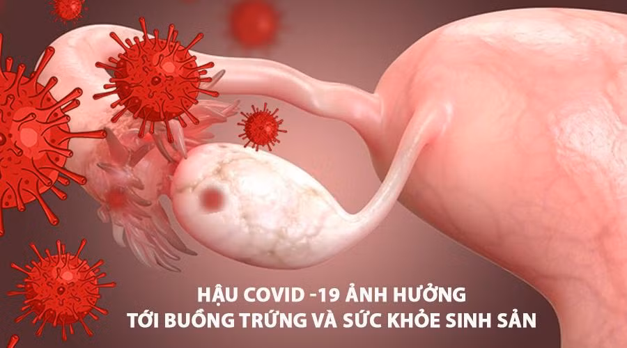 Các nghiên cứu cho thấy virus Sars-CoV-2 ảnh hưởng tới sự phát triển của buồng trứng và sức khỏe sinh sản nữ giới Các nghiên cứu cho thấy virus Sars-CoV-2 ảnh hưởng tới sự phát triển của buồng trứng và sức khỏe sinh sản nữ giới