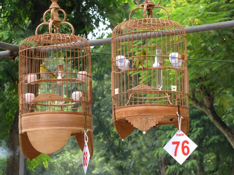 Hai chú chim gây tranh cãi trong vòng đấu loại trực tiếp tại hội thi