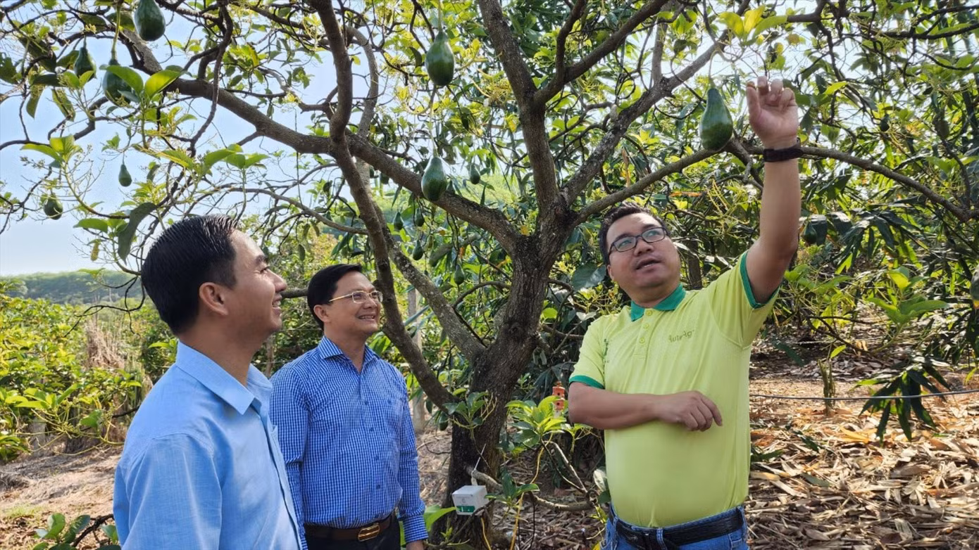 Anh Đặng Dương Minh Hoàng (bìa phải) nói về cách chăm sóc bơ