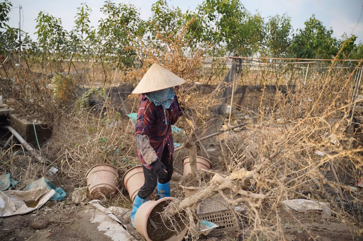 Chị Nguyễn Thị Quyên dọn dẹp những cây khô để đốt đi, đỡ thấy xót xa mỗi khi ra vườn Chị Nguyễn Thị Quyên dọn dẹp những cây khô để đốt đi, đỡ thấy xót xa mỗi khi ra vườn