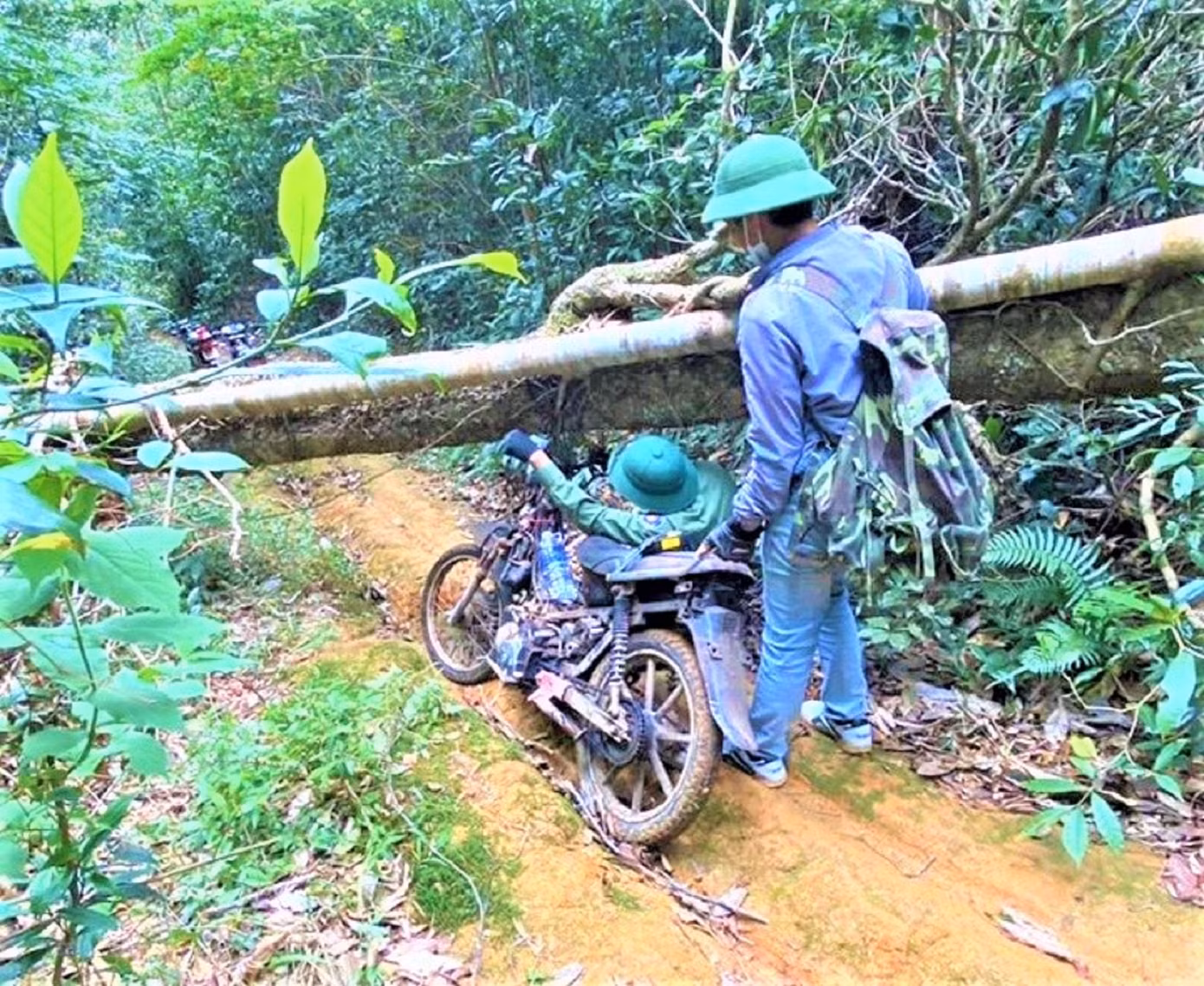 Cây chắn ngang đường, người giữ rừng phải luồn người đi qua