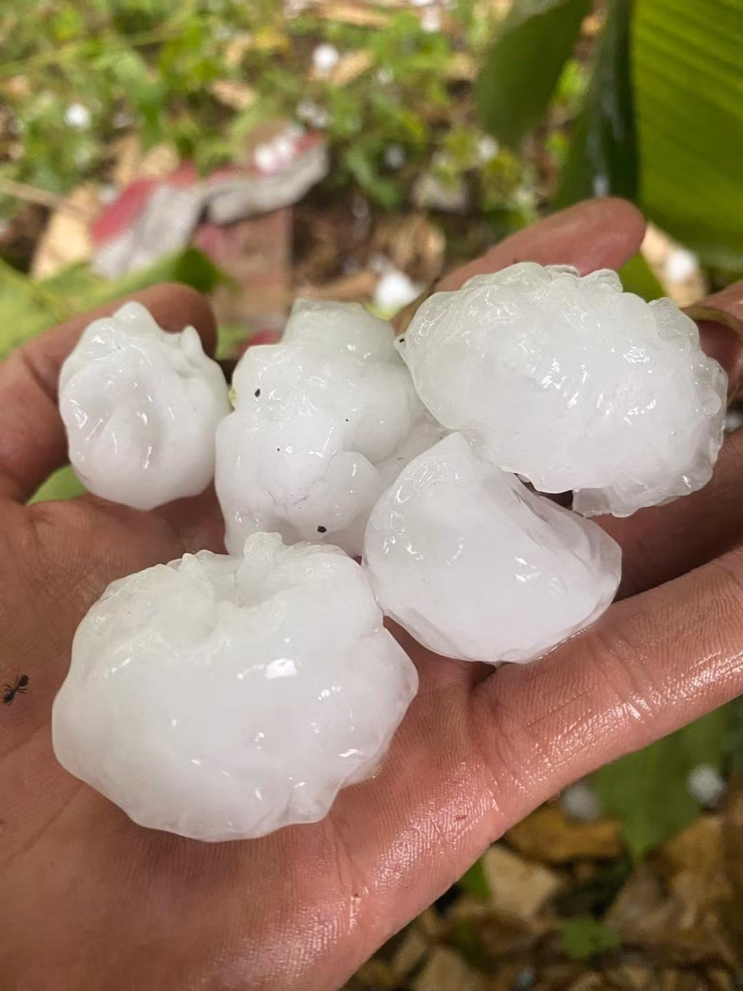 Mưa đá có đường kính khoảng 1-2cm tại Hà Giang. Ảnh: NDCC.