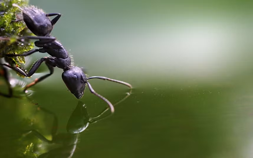 Và soi bóng mình dưới nước. Và soi bóng mình dưới nước