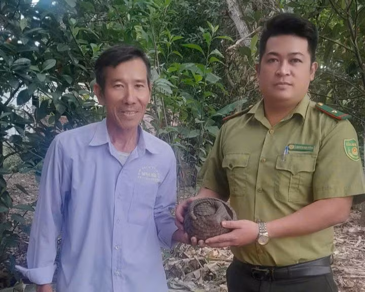 Cá thể Tê Tê được người dân giao nộp. Cá thể Tê Tê được người dân giao nộp.