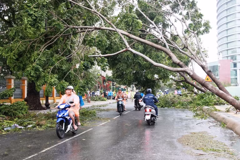 Cây ngã đổ