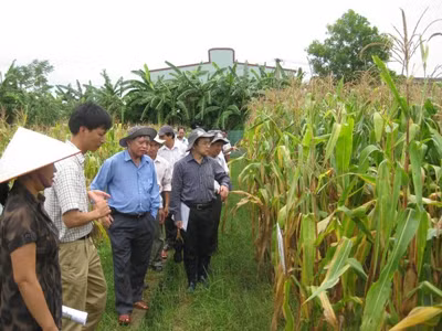 Lãnh đạo Bộ NN&PTNT và các chuyên gia kiểm tra ruộng khảo nghiệm ngô CNSH của Cty Dekalb tại Vĩnh Phúc