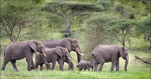 Thiên nhiên - HCĐ FIAP - Tanzanian elephant – tác giả Brian Ross (United Kingdom).jpg