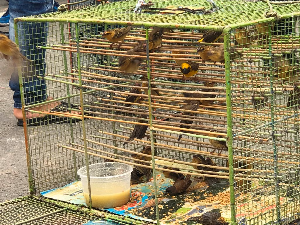 Chim phóng sinh đội giá cao ngất, thả chỉ đi bộ lảo đảo như say rượu ảnh 16