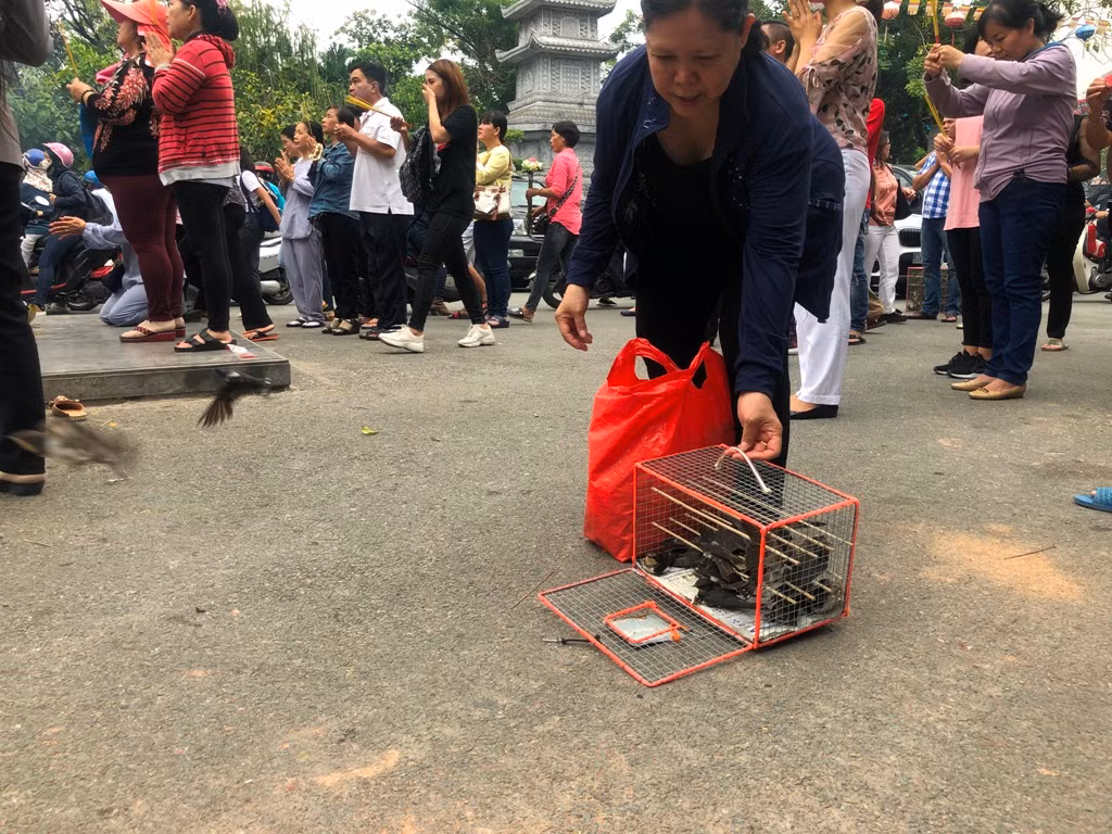 Chim phóng sinh đội giá cao ngất, thả chỉ đi bộ lảo đảo như say rượu ảnh 15
