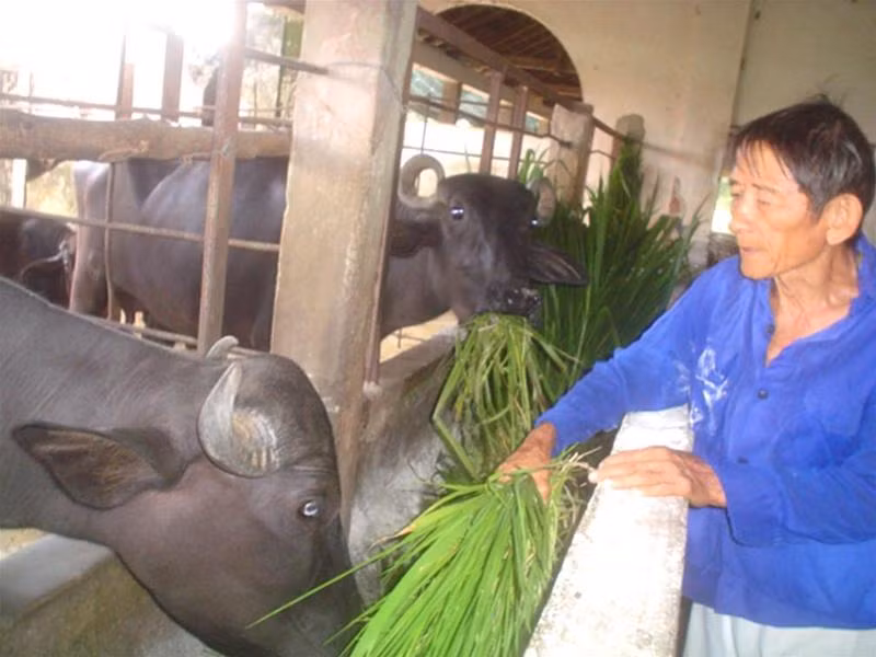 Anh hùng Hồ Giáo với những con trâu quà tặng cuối cùng
