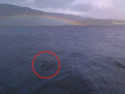 Vùng khoanh tròn trên hình ảnh siêu âm cho thấy, một sinh vật lạ xuât hiện ở đáy hồ Loch Ness