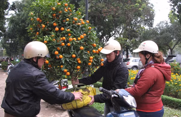 Một gốc quất giá 200 nghìn đồng