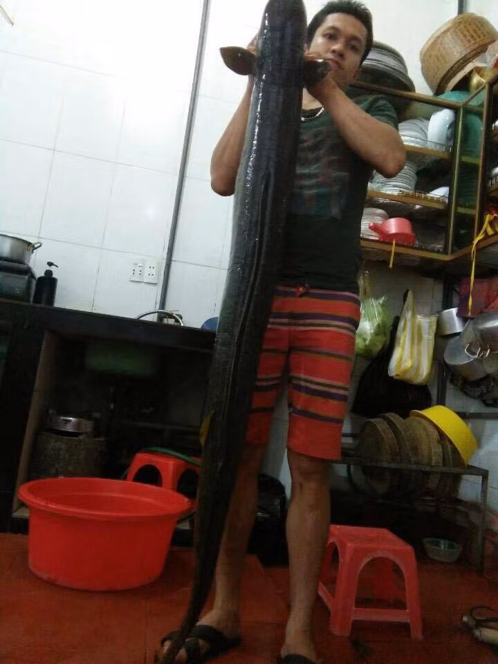 Ngư dân Nghệ An câu được cá Lệch khủng, dài 1,7m ảnh 1